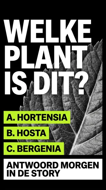 Voorbeeld Instagram Story voor Hovenier: Welke plant is dit?